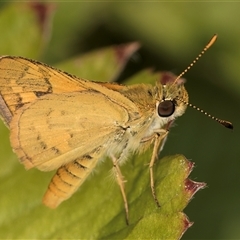 Ocybadistes walkeri (Green Grass-dart) at Melba, ACT - 11 Jan 2025 by kasiaaus