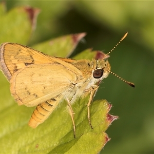 Ocybadistes walkeri at Melba, ACT - 11 Jan 2025 10:33 AM