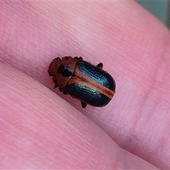 Calomela curtisi (Acacia leaf beetle) at Captains Flat, NSW - 12 Jan 2025 by clarehoneydove