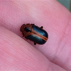 Calomela curtisi (Acacia leaf beetle) at Captains Flat, NSW - 12 Jan 2025 by clarehoneydove