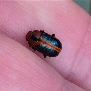 Calomela curtisi (Acacia leaf beetle) at Captains Flat, NSW by clarehoneydove