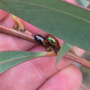 Calomela curtisi at Captains Flat, NSW - 12 Jan 2025 02:56 PM