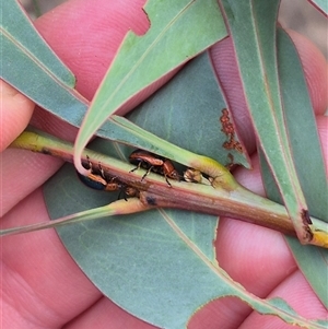 Calomela curtisi at Captains Flat, NSW - 12 Jan 2025 02:56 PM