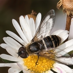 Villa sp. (genus) (Unidentified Villa bee fly) at Melba, ACT - 11 Jan 2025 by kasiaaus