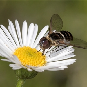 Villa sp. (genus) at Melba, ACT - 11 Jan 2025