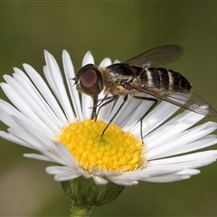 Villa sp. (genus) at Melba, ACT - 11 Jan 2025