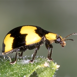 Illeis galbula (Fungus-eating Ladybird) at Melba, ACT by kasiaaus