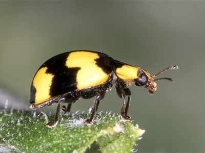 Illeis galbula (Fungus-eating Ladybird) at Melba, ACT - 10 Jan 2025 by kasiaaus