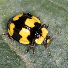 Illeis galbula at Melba, ACT - 11 Jan 2025 10:44 AM