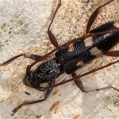 Coleocoptus senio (Longhorn or longicorn beetle) at Melba, ACT - 11 Jan 2025 by kasiaaus