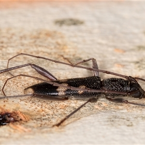 Coleocoptus senio at Melba, ACT - 11 Jan 2025