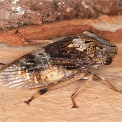 Stenocotis depressa (Leafhopper) at Melba, ACT - 10 Jan 2025 by kasiaaus