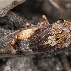 Stenocotis depressa at Melba, ACT - 11 Jan 2025 10:58 AM