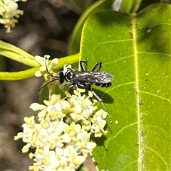 Turneromyia sp. (genus) (Zebra spider wasp) at Pialligo, ACT - 4 Jan 2025 by Pirom