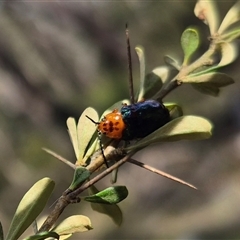 Lamprolina (genus) (Pittosporum leaf beetle) at Forbes Creek, NSW - 12 Jan 2025 by clarehoneydove