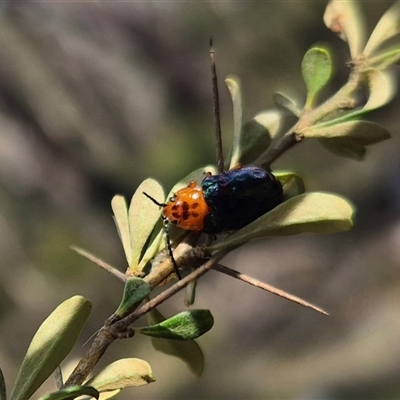 Lamprolina sp01 (Lamprolina discoidalis or Unidentified) at Forbes Creek, NSW - 12 Jan 2025 by clarehoneydove