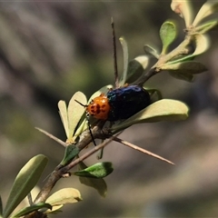 Lamprolina (genus) at Forbes Creek, NSW - 12 Jan 2025