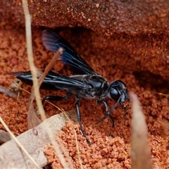 Crabroninae (subfamily) (Unidentified solitary wasp) at Acton, ACT - 12 Jan 2025 by regeraghty