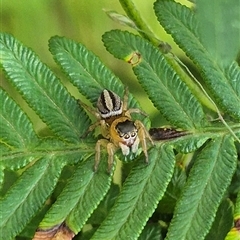 Maratus scutulatus at Palerang, NSW - 12 Jan 2025 05:45 PM