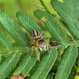 Maratus scutulatus at Palerang, NSW - 12 Jan 2025 05:45 PM