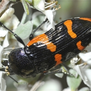 Castiarina bremei at Tharwa, ACT - 12 Jan 2025