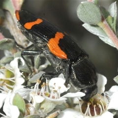 Castiarina bremei at Tharwa, ACT - 12 Jan 2025