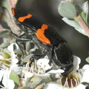 Castiarina bremei at Tharwa, ACT - 12 Jan 2025