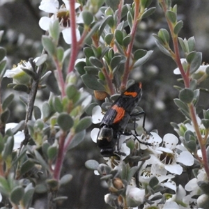 Castiarina bremei at Tharwa, ACT - 12 Jan 2025