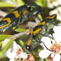 Castiarina dimidiata (A jewel beetle) at Tharwa, ACT - 12 Jan 2025 by Harrisi