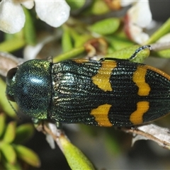 Castiarina dimidiata at Tharwa, ACT - 12 Jan 2025 05:49 PM