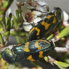 Castiarina dimidiata at Tharwa, ACT - 12 Jan 2025 05:49 PM