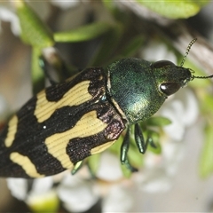 Castiarina flavopurpurea (A Jewel Beetle) at Tharwa, ACT - 12 Jan 2025 by Harrisi