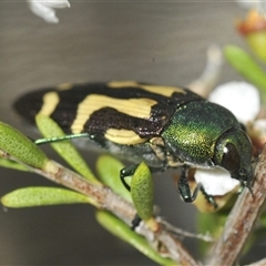 Castiarina flavopurpurea at Tharwa, ACT - 12 Jan 2025