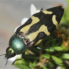 Castiarina flavopurpurea at Tharwa, ACT - 12 Jan 2025 05:58 PM