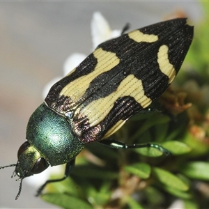 Castiarina flavopurpurea at Tharwa, ACT - 12 Jan 2025