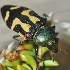 Castiarina flavopurpurea at Tharwa, ACT - 12 Jan 2025 05:58 PM