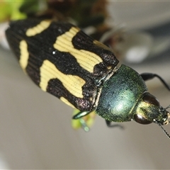 Castiarina flavopurpurea at Tharwa, ACT - 12 Jan 2025 05:58 PM