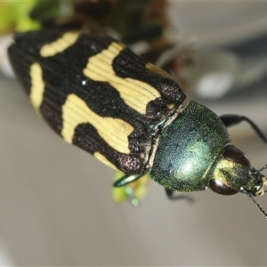 Castiarina flavopurpurea at Tharwa, ACT - 12 Jan 2025 05:58 PM