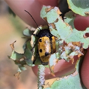 Cadmus (Cadmus) litigiosus (Leaf beetle) at Captains Flat, NSW by clarehoneydove