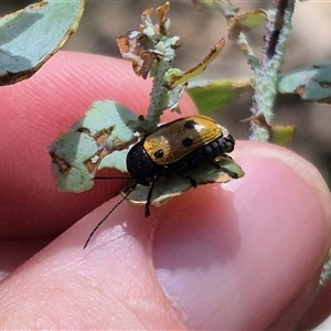 Cadmus (Cadmus) litigiosus at Captains Flat, NSW - 12 Jan 2025 02:35 PM