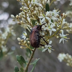 Bisallardiana gymnopleura (Brown flower chafer) at Captains Flat, NSW - 12 Jan 2025 by clarehoneydove