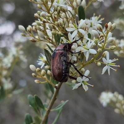 Bisallardiana gymnopleura (Brown flower chafer) at Captains Flat, NSW - 12 Jan 2025 by clarehoneydove