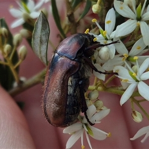 Bisallardiana gymnopleura at Captains Flat, NSW - 12 Jan 2025