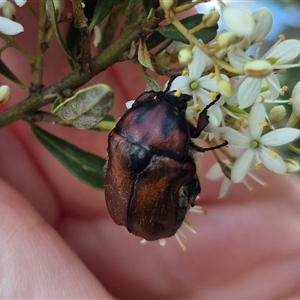 Bisallardiana gymnopleura at Captains Flat, NSW - 12 Jan 2025