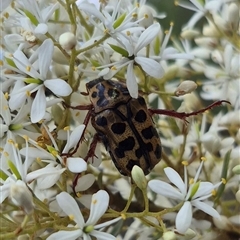 Neorrhina punctatum (Spotted flower chafer) at Captains Flat, NSW - 12 Jan 2025 by clarehoneydove