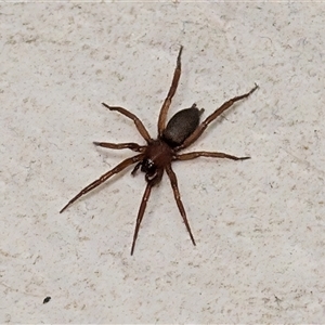 Gnaphosidae (family) (Ground spider) at Perth, WA by Jade