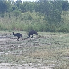 Dromaius novaehollandiae (Emu) at Tyndale, NSW - 13 Jan 2025 by Topwood