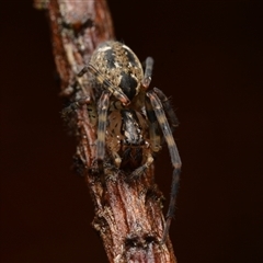 Desidae (family) (Desid spider) at Isaacs, ACT - 11 Jan 2025 by NateKingsford