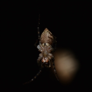 Desidae (family) at Isaacs, ACT - 11 Jan 2025 10:03 PM