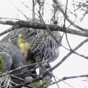 Calyptorhynchus lathami lathami (Glossy Black-Cockatoo) at Penrose, NSW by GITM3